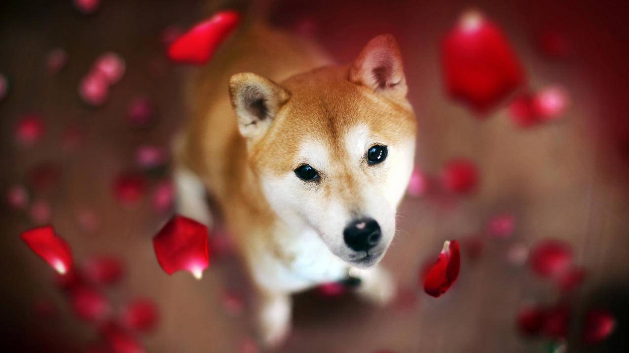 网红商城